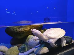 -上海海洋水族馆