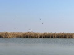 -盐城丹顶鹤湿地生态旅游区