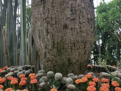 -南山植物园