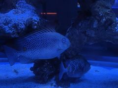 -上和臻品中国菜(花园街店)