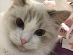 -momokira米努特·德文卷毛猫·棉花面纱犬
