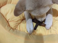 -逗柴咖啡屋·狗咖猫咖宠物桌游