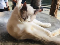 -more than meow吴止猫主题餐厅(承德 中船汇店)