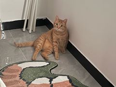 -艾吉宠物医院·疑难杂症转诊中心·猫友好(碧江路院)