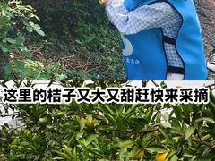 -前小桔亲子创意农场·草莓采摘·露营烧烤