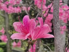 -上海佘山国家森林公园天马山园