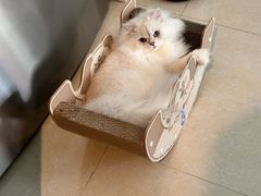-芭比堂动物医院·24小时·眼科中心(深圳中心)