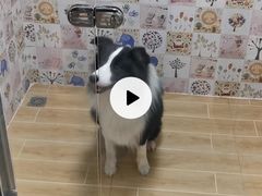-宠物之家Pets Home 宠物寄养酒店