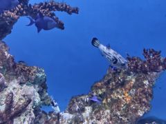 -海合安武汉极地海洋公园