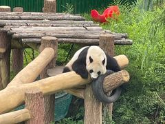 -沈阳森林动物园