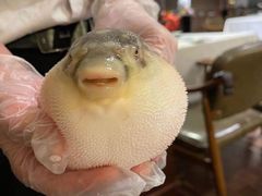 -肆月河豚·新淮扬(金融街店)