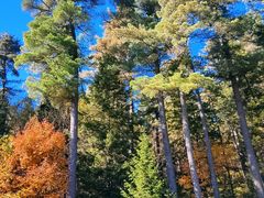 -五营红松林海景区