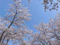 -顾村公园