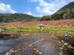 -广州市石门国家森林公园