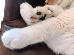-猫小院猫主题咖啡厅(北锣店)