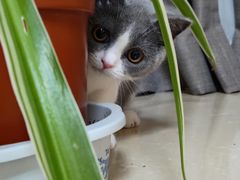 -东方名猫馆·英短金渐层布偶猫舍(环线广场1号楼店)