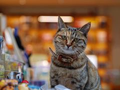 -猫的天空之城概念书店(苏州平江店)