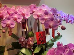 -溪岸路花鸟市场