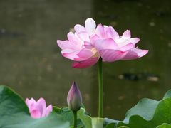 -成都南湖公园