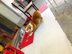 栗子-小梁哥云吞面(黄贝岭店)