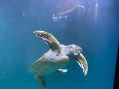 -青岛海底世界-水族馆