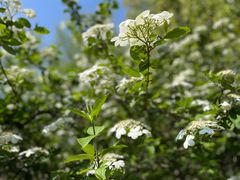 -陆家嘴中心绿地