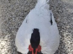 -青藏高原野生动物园