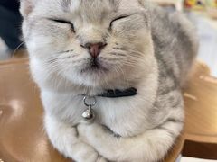 -共舞时光猫咖·狗咖(新街口店)