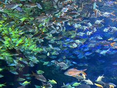 -成都浩海立方海洋公园