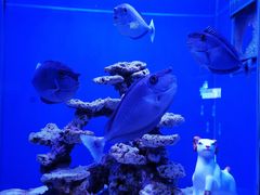 -上海海昌海洋公园