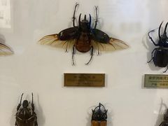 -上海昆虫博物馆