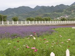 -曲江薰衣草庄园