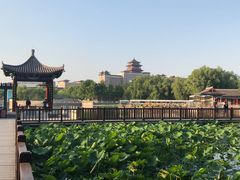 -莲花池公园