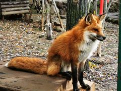 -宫城藏王狐狸村