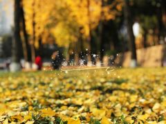 -重庆市江北嘴中央商务区中央公园