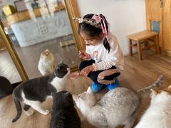 -猫的茶·猫咖