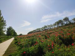 -洨河生态公园