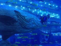 -成都浩海立方海洋公园