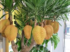 -猫王榴莲世家(三里屯SOHO商场店)