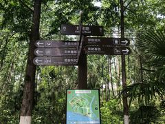 -合肥滨湖国家森林公园