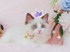 -70cat德文卷毛猫·缅因猫纯种猫舍