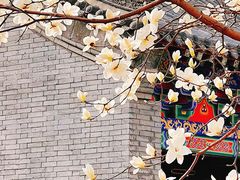-护国法轮寺