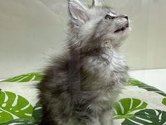 -青奢宠物·青奢猫舍