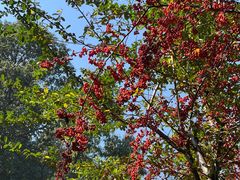 -十八棵（老龙井）御茶园(老龙井店)