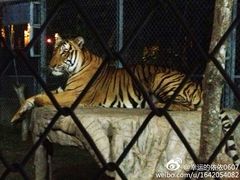清迈夜间动物园-清迈夜间动物园