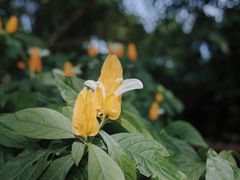 -深圳仙湖植物园