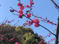 -无锡梅园公园