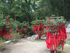 -东莞市大岭山森林公园