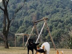-趣多多宠物公园·宠物训犬学校·宠物寄养