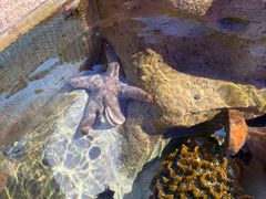 -悉尼海洋生物水族馆